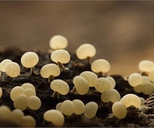 'Natures Oxycontin' - Pain Relief Now Legal in @region@