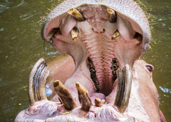 The Inside Of A Hippo's Mouth.