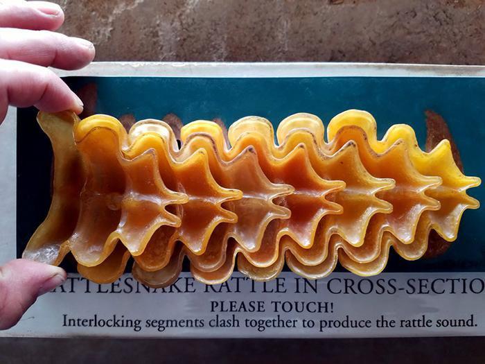 Cross Section Of A Rattlesnake's Rattle.