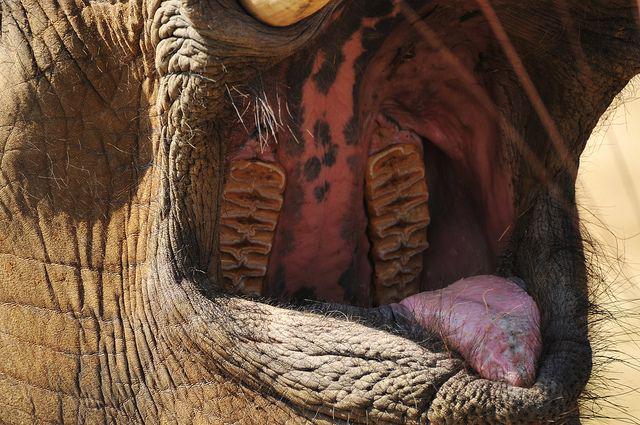 Inside An Elephant's Mouth.